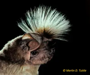 Portrait of a Chapin's free-tailed bat, demonstrating the erect white crest of male bats.